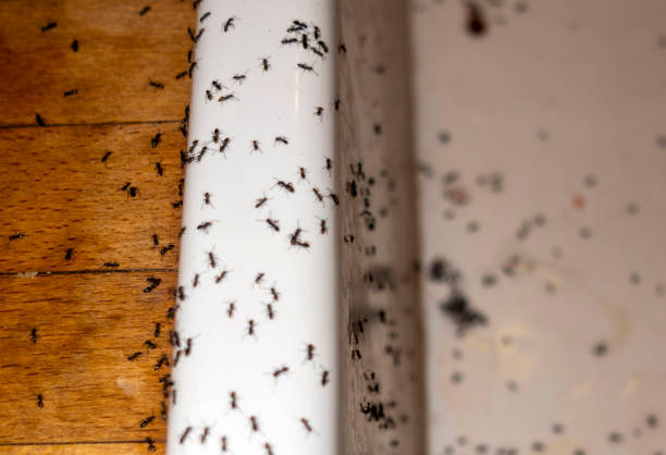 Best Pest Prevention Services  in Richland, MO